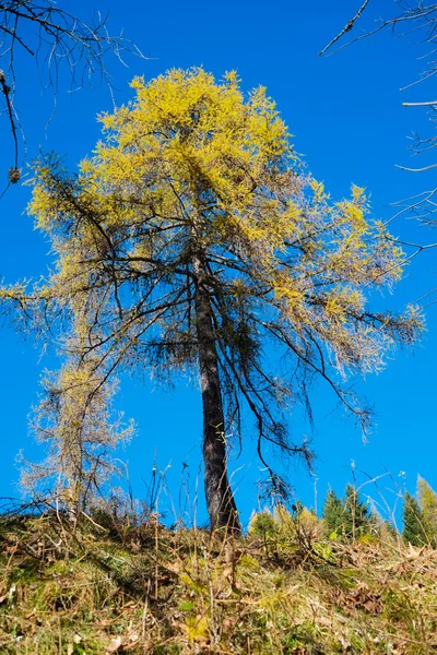 Autumn tree — Stock Photo, Image