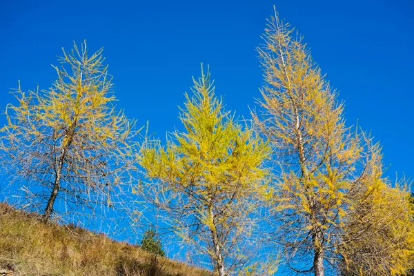 Yellow pine trees — Stock Photo, Image