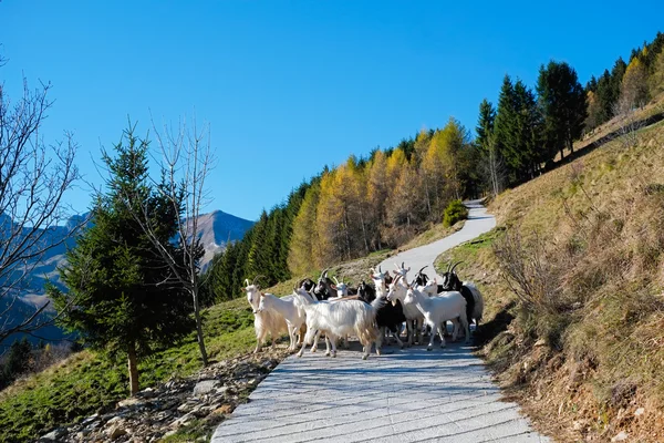 Goats — Stock Photo, Image