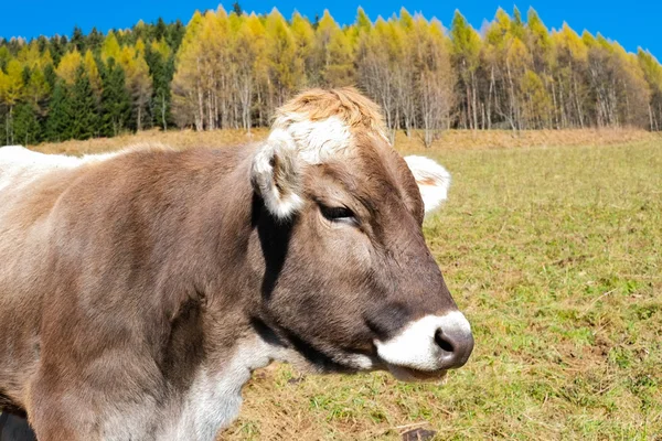 Cow in autumn — Stock Photo, Image