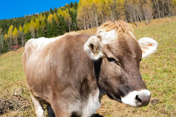 Cow in autumn — Stock Photo, Image