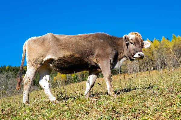 Cow in autumn — Stock Photo, Image