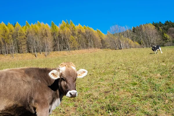 Cow in autumn — Stock Photo, Image