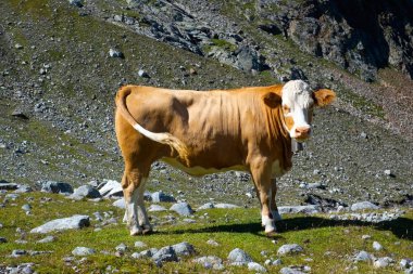 Dağ çayırındaki inek