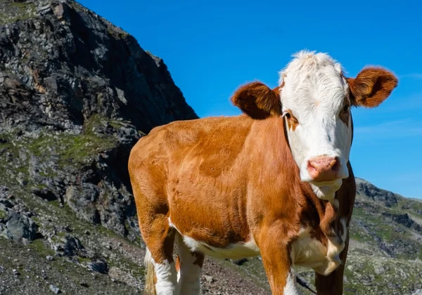 Cow on a mountain meadow — Stock Photo, Image