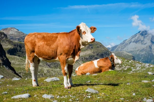 Vaca en un prado de montaña — Foto de Stock