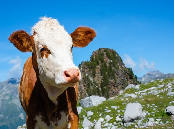 Cow on a mountain meadow — Stock Photo, Image