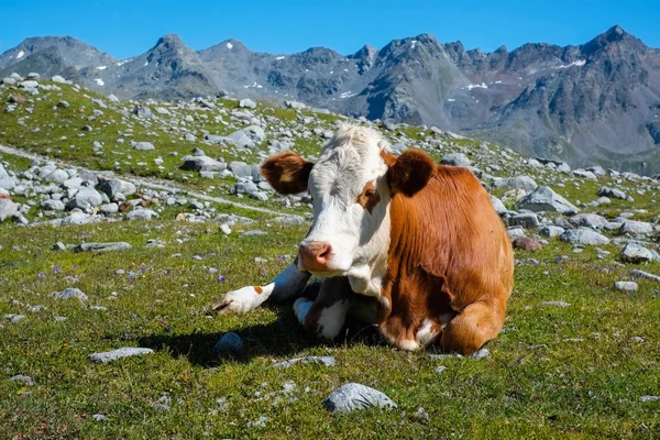 Cow on a mountain meadow — Stock Photo, Image