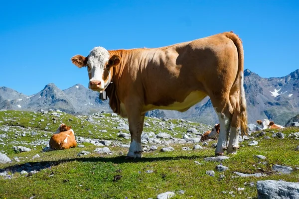 Cow on a mountain meadow — Stock Photo, Image