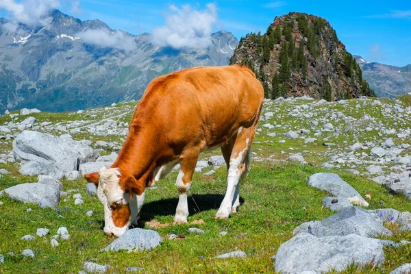 Grazing cow — Stock Photo, Image
