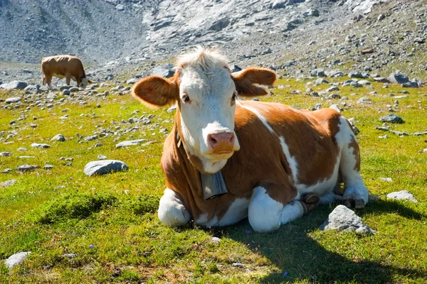 Cow on a mountain meadow — Stock Photo, Image