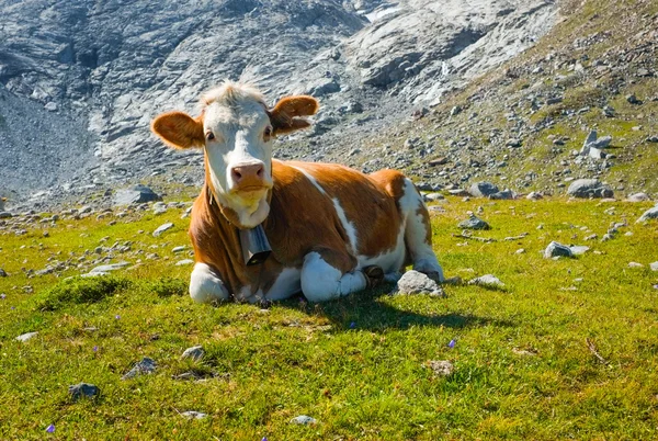 在山上的草地上放牛 — 图库照片