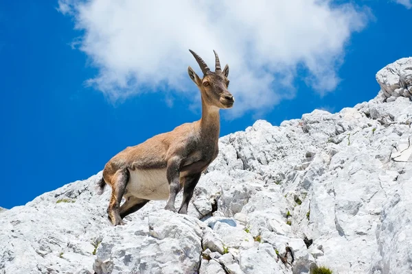 Alpine ibex — Stock Photo, Image