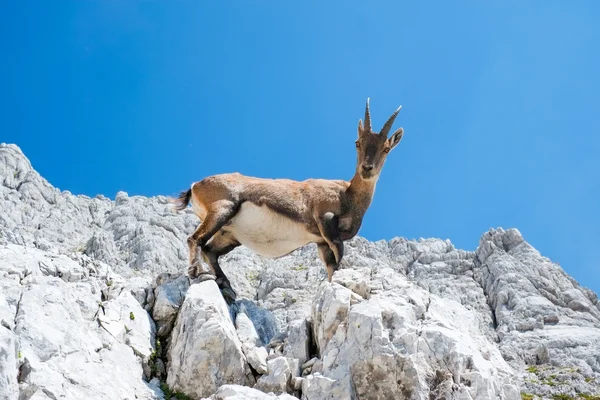 Alpine ibex — Stock Photo, Image