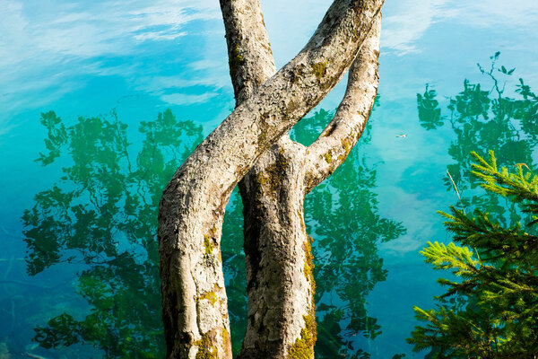 Tree trunk on mountain lake