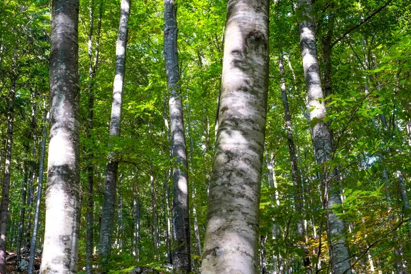 Skogen i Slovenien — Stockfoto