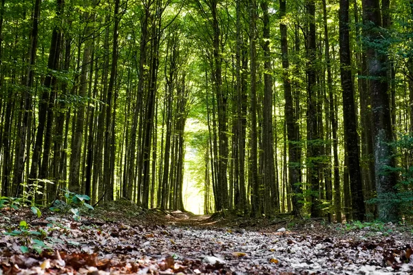 Vandringsled i skog — Stockfoto