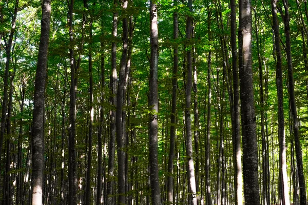 Skogen i Slovenien — Stockfoto