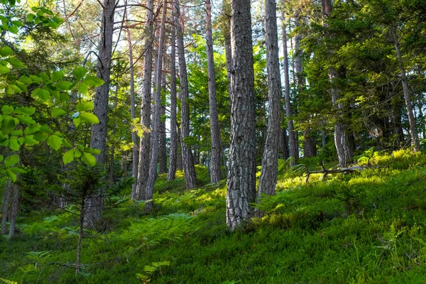Skogen i Slovenien — Stockfoto