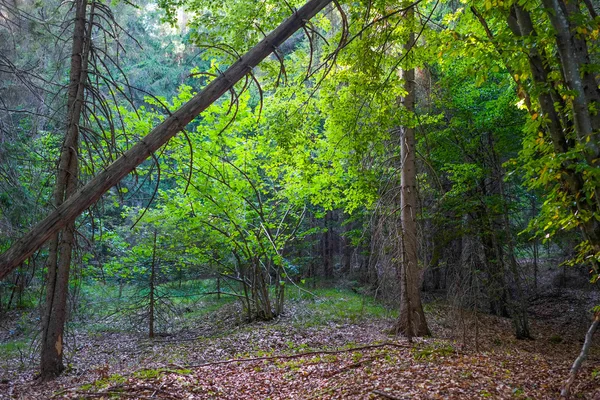 Bosque en Eslovenia —  Fotos de Stock