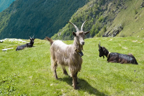 Goat — Stock Photo, Image