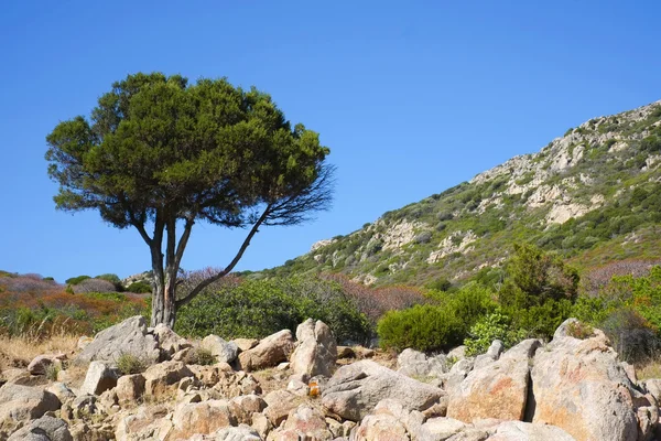 Krajobraz Sardynii — Zdjęcie stockowe