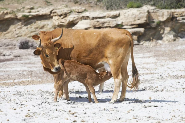 Cow feeding a calf — Stock Photo, Image