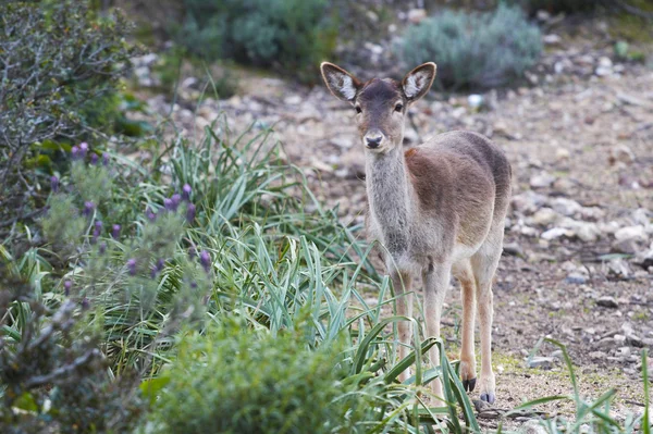 Roe deer — Stock Photo, Image