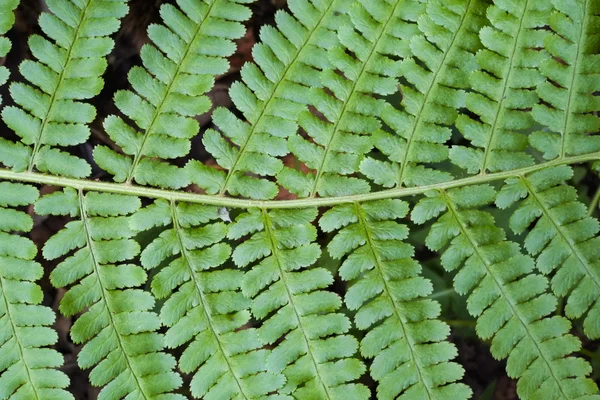 Hoja de helecho —  Fotos de Stock