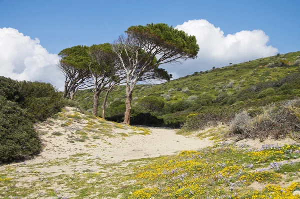 Krajobraz Sardynii — Zdjęcie stockowe