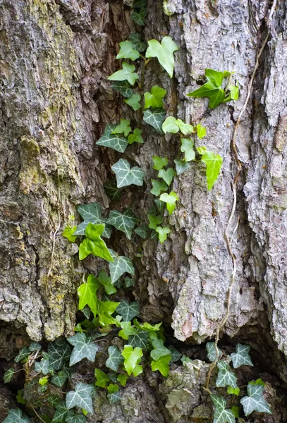 Hiedra en tronco de árbol — Foto de Stock