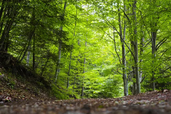 Bosque — Foto de Stock