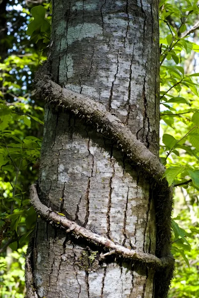 Árbol tronco de cerca — Foto de Stock