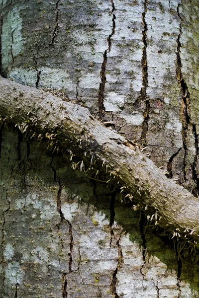Κοντινός κορμός δέντρων — Φωτογραφία Αρχείου