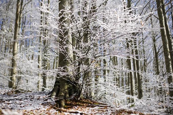 Лагастрелло со снегом — стоковое фото