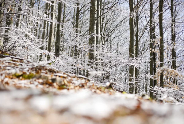 Lagastrello con neve — Foto Stock