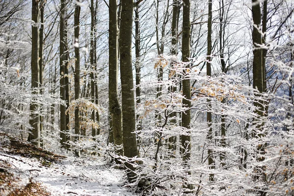 Lagastrello met sneeuw — Stockfoto