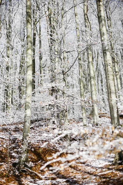 Lagastrello con neve — Foto Stock