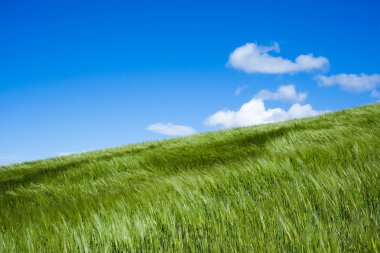 Rüzgarla hareket eden buğday tarlası 