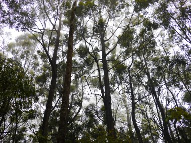 Bulut orman Sri Lanka