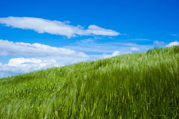 Wheat moved by wind — Stock Photo, Image