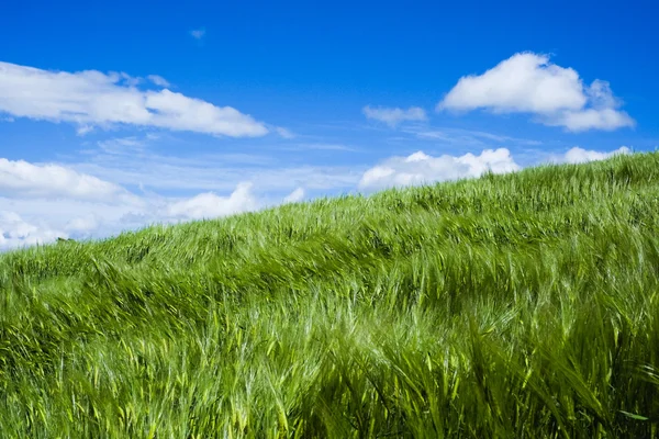 Wheat moved by wind — Stock Photo, Image