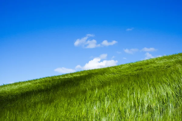 Wheat field moved by wind — Stock Photo, Image