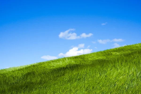 Wheat field moved — Stock Photo, Image