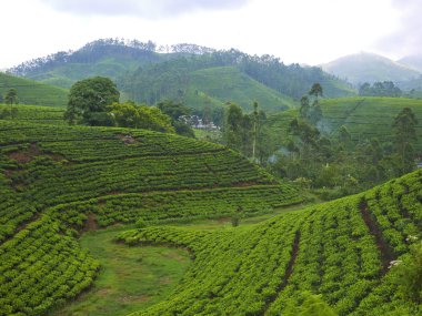 Çay alanları Sri Lanka