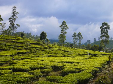Çay alanları Sri Lanka