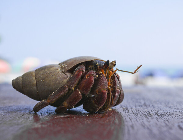 Краб-отшельник
