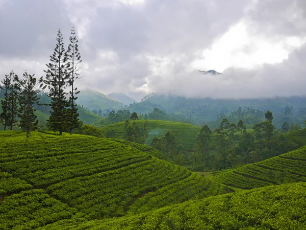 Τσάι πεδία στη Σρι Λάνκα — Φωτογραφία Αρχείου