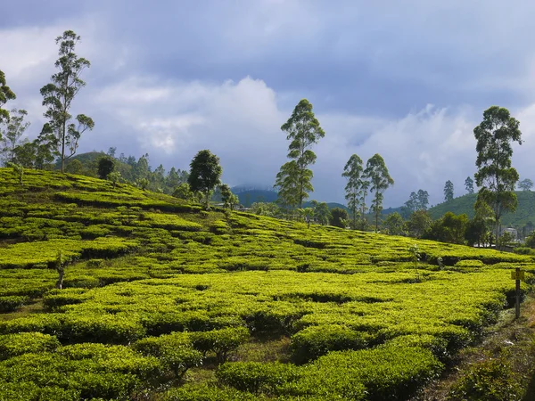 stock image Tea fields in Sri Lanka