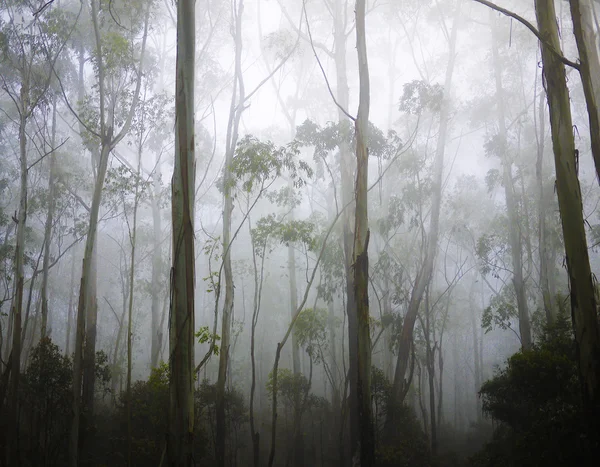 Bosque nuboso en Sri Lanka —  Fotos de Stock